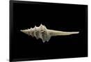 Gramercy Black