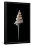 Essential Black