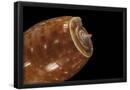 Essential Black