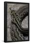 Essential Black