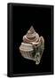Essential Black