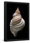 Essential Black