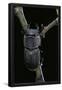 Essential Black
