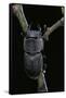 Canvas Black