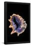 Essential Black