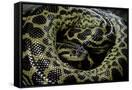 Canvas Black