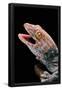 Essential Black