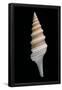Essential Black