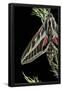 Essential Black