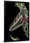 Gramercy Black