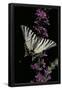 Essential Black