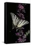 Canvas Black