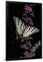Gramercy Black