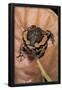 Essential Black
