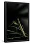 Essential Black