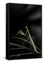 Canvas Black