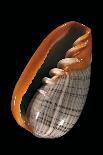 Marginella Strigata-Paul Starosta-Photographic Print