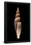 Essential Black