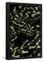 Essential Black