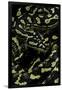 Gramercy Black