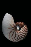 Cantharellus Cibarius (Chanterelle, Egg Mushroom)-Paul Starosta-Photographic Print