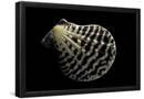 Essential Black