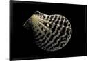 Gramercy Black