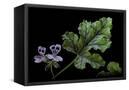 Canvas Black