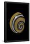 Essential Black
