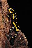 Boiga Dendrophila Melanota (Mangrove Snake)-Paul Starosta-Photographic Print