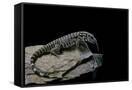 Canvas Black