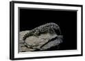Chelsea Black