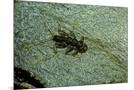 Wood Mount