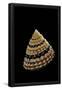 Essential Black