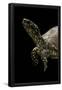 Essential Black