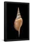 Essential Black