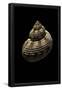 Essential Black
