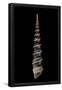 Essential Black