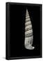 Essential Black