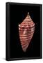 Essential Black