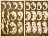 Ernst Haeckel Map Lemuria Human Origins-Paul Stewart-Photographic Print