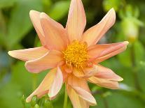 Orange Dahlia, England-Paul Thompson-Photographic Print