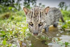 Female Fishing cat with fish prey in mouth, Bangladesh-Paul Williams-Photographic Print