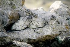 Female Pallas's cat with three kittens at den site, Mongolia-Paul Williams-Photographic Print