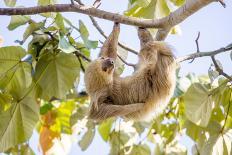 Hoffmann's two-toed sloth hanging from tree branch, Panama-Paul Williams-Photographic Print