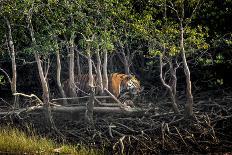 Male Bengal tiger walking through mangrove forest, India-Paul Williams-Photographic Print