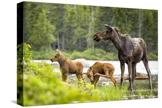 Stretched Canvas Print, , large