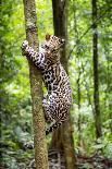 Ocelot climbing a tree trunk Costa Rica, Central America-Paul Williams-Photographic Print