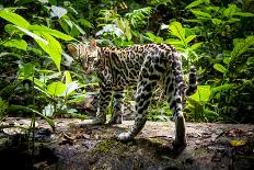 Ocelot on forest floor, Costa Rica, Central America-Paul Williams-Photographic Print