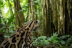 Ocelot in rainforest, Costa Rica, Central America-Paul Williams-Photographic Print